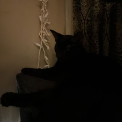 Kitty lover